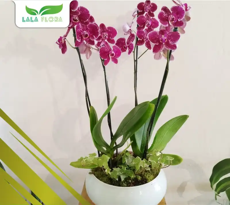 Jenis Tanaman Hias Anggrek