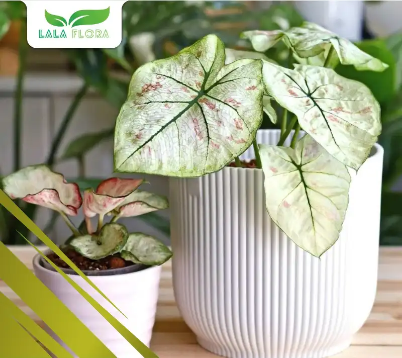 Jenis Tanaman Hias Caladium Keladi