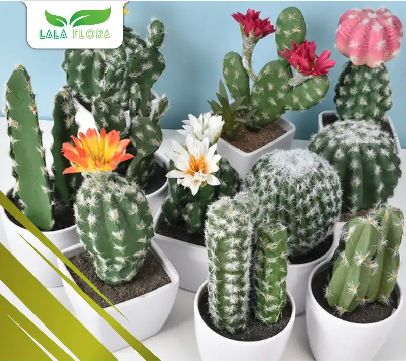 Jenis Tanaman Hias Kaktus Sukulen Minimalis