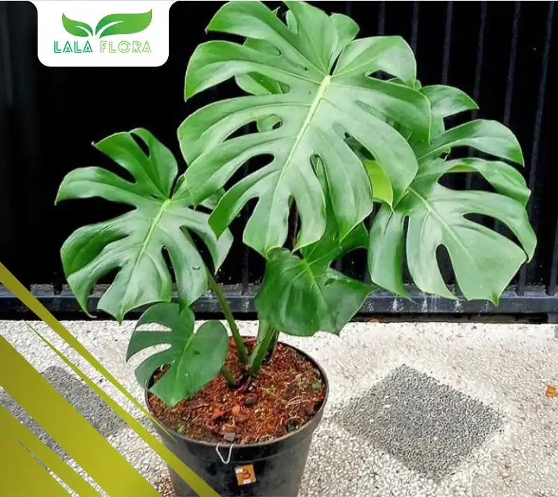 Jenis Tanaman Hias Monstera Deliciosa