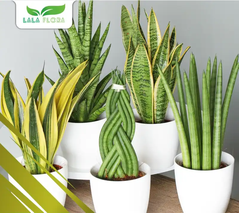 Jenis Tanaman Hias Sansevieria Lidah Mertua