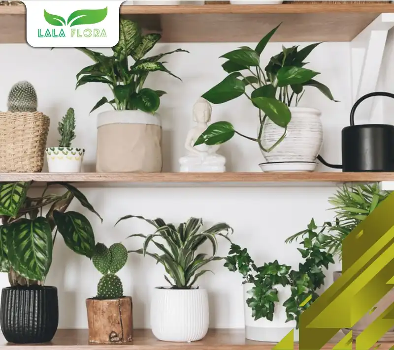 Pot Serasi Tanaman Hias