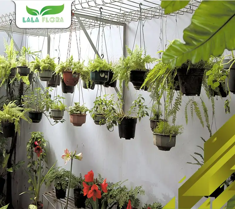 Tanaman Hias Gantung